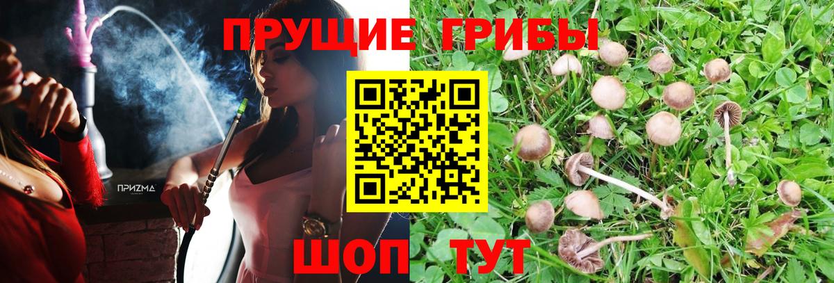 Краснокаменск  Псилоцибиновые грибы GOLDEN TEACHER  Псилоцибиновые грибы Cubensis  Вход с VPN 